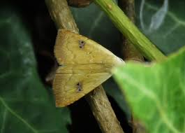 Attēlu rezultāti vaicājumam “Rivula sericealis”