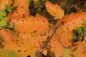 Attēlu rezultāti vaicājumam “Sorbus intermedia leaf”