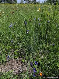 Attēlu rezultāti vaicājumam “Sisyrinchium montanum fruit”