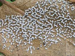 Attēlu rezultāti vaicājumam “Diderma chondrioderma sessile”