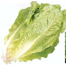 Image result for Römischer Salat