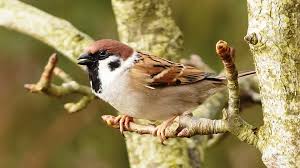 Attēlu rezultāti vaicājumam “Passer montanus adult”