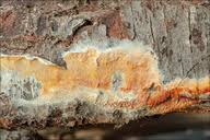 Attēlu rezultāti vaicājumam “Leucogyrophana mollusca”