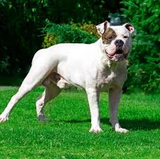 Image result for Bulldogs Power and strength