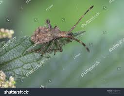 Attēlu rezultāti vaicājumam “Coreus marginatus nymph”