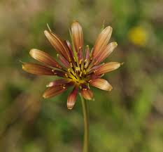 Attēlu rezultāti vaicājumam “Tragopogon heterospermus flower”