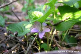 Attēlu rezultāti vaicājumam “Viola mirabilis leaf”