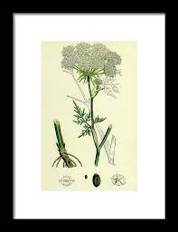 Attēlu rezultāti vaicājumam “Peucedanum palustre”