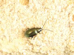 Attēlu rezultāti vaicājumam “Alticinae”