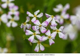 Attēlu rezultāti vaicājumam “Raphanus sativus flower”