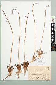 Attēlu rezultāti vaicājumam “Lobelia dortmanna”