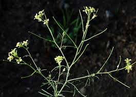 Attēlu rezultāti vaicājumam “Sisymbrium altissimum”