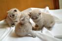 kittens available for sale