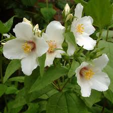 Attēlu rezultāti vaicājumam “Philadelphus lemoinei flower”