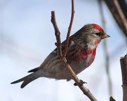 Attēlu rezultāti vaicājumam “Carduelis flammea female”
