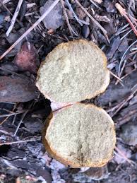 Attēlu rezultāti vaicājumam “Rhizopogon luteolus”