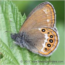 Attēlu rezultāti vaicājumam “Coenonympha hero”