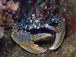 Image result for Homarus gammarus