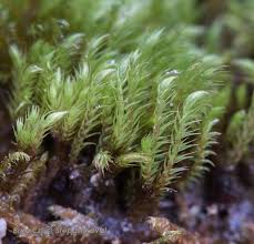 Attēlu rezultāti vaicājumam “Philonotis marchica”