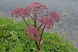 Attēlu rezultāti vaicājumam “Angelica sylvestris fruit”