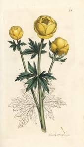 Attēlu rezultāti vaicājumam “Trollius europaeus flower”