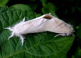 Attēlu rezultāti vaicājumam “Euproctis similis imago”