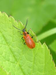 Attēlu rezultāti vaicājumam “Schizotus pectinicornis”