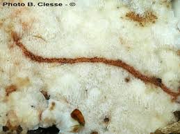 Attēlu rezultāti vaicājumam “Physisporinus sanguinolentus”