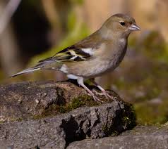 Attēlu rezultāti vaicājumam “Fringilla coelebs female”