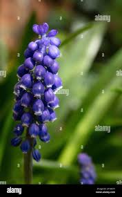 Attēlu rezultāti vaicājumam “Muscari botryoides leaf”