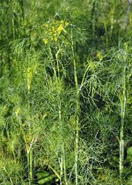 Image result for Dill
