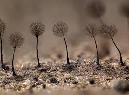 Attēlu rezultāti vaicājumam “Comatricha elegans var. microspora spores”