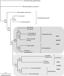 Attēlu rezultāti vaicājumam “Clastodermataceae”