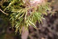 Attēlu rezultāti vaicājumam “Sciuro-hypnum reflexum sporophyte”