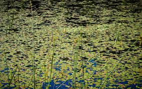 Attēlu rezultāti vaicājumam “Potamogeton natans leaf”