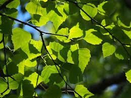 Attēlu rezultāti vaicājumam “Betula pendula var. carelica”