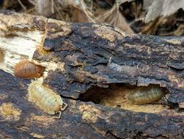 Attēlu rezultāti vaicājumam “Porcellio scaber”