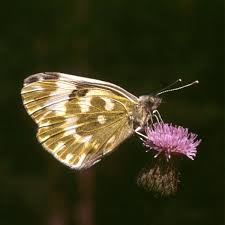 Attēlu rezultāti vaicājumam “Pontia edusa underside”