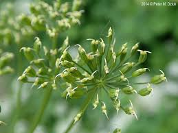 Attēlu rezultāti vaicājumam “Aegopodium podagraria flower”