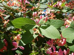 Attēlu rezultāti vaicājumam “Lonicera tatarica”