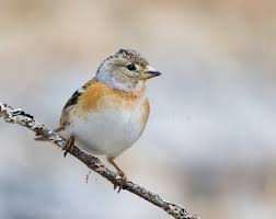 Attēlu rezultāti vaicājumam “Fringilla montifringilla female”