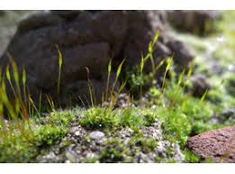 Attēlu rezultāti vaicājumam “Tortula muralis sporophyte”