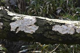 Attēlu rezultāti vaicājumam “Stereum rugosum”