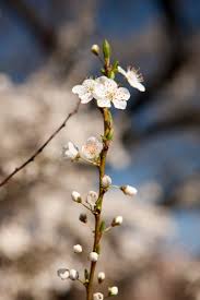 Attēlu rezultāti vaicājumam “Prunus cerasifera var. divaricata”