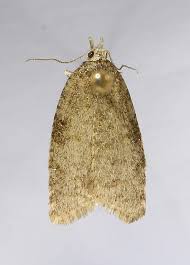 Attēlu rezultāti vaicājumam “Capua vulgana”