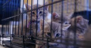 Kuvahaun tulos haulle bonsaikitten