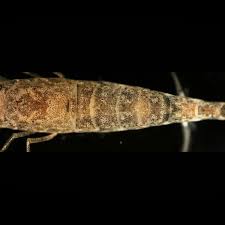 Attēlu rezultāti vaicājumam “Crangon crangon”