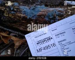 Attēlu rezultāti vaicājumam “Byssocorticium atrovirens”