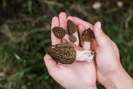 Attēlu rezultāti vaicājumam “Morchella esculenta”