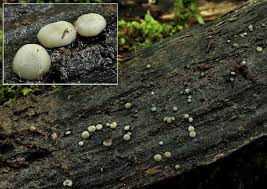 Attēlu rezultāti vaicājumam “Vibrissea decolorans”